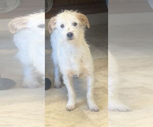 Mutt Dogs for adoption in Raleigh, NC, USA