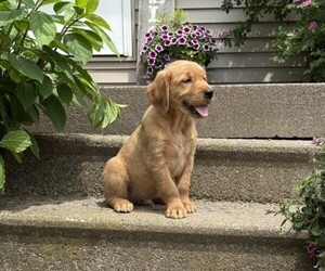 Golden Retriever Puppy for sale in THORP, WI, USA
