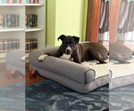 Small #3 Great Dane Mix