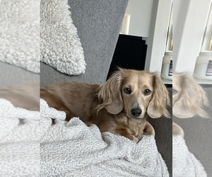 Mother of the Dachshund puppies born on 03/04/2025