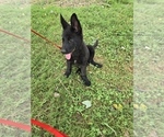 Puppy Purple German Shepherd Dog