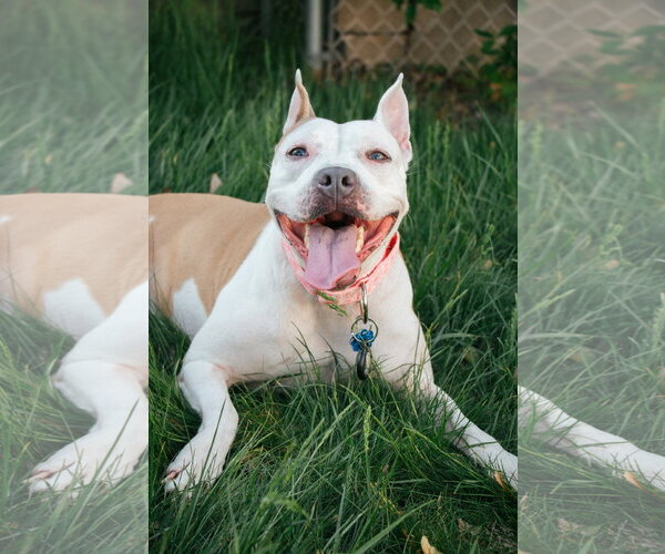 Medium Photo #20 Mutt Puppy For Sale in Oakhurst, NJ, USA