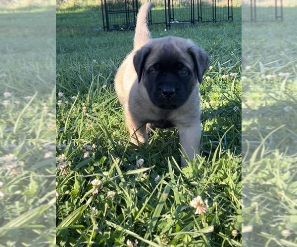 Medium Photo #4 Mastiff Puppy For Sale in COEBURN, VA, USA
