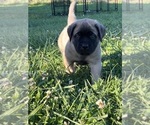 Small #2 Mastiff
