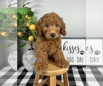 Small #5 Goldendoodle (Miniature)
