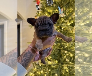 Medium French Bulldog