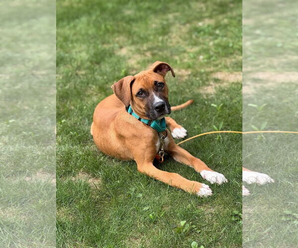 Medium Photo #2 Boxer-Unknown Mix Puppy For Sale in Woodbury, NY, USA