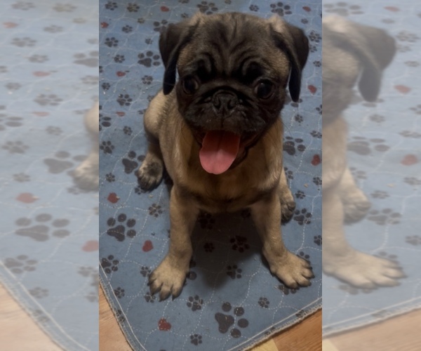 Medium Photo #1 Pug Puppy For Sale in LEEDS, NY, USA