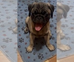 Puppy Mr Blue Pug