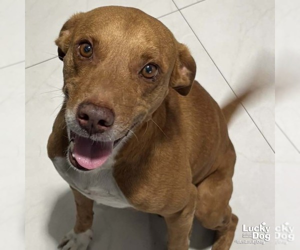 Medium Photo #1 Labrador Retriever-Unknown Mix Puppy For Sale in Washington, DC, USA