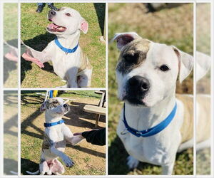 Mutt Dogs for adoption in Westminster, MD, USA