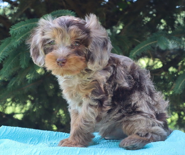Medium Photo #5 Cavapoo Puppy For Sale in THORP, WI, USA