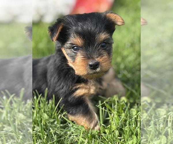 Medium Photo #5 Yorkshire Terrier Puppy For Sale in ROCK STREAM, NY, USA