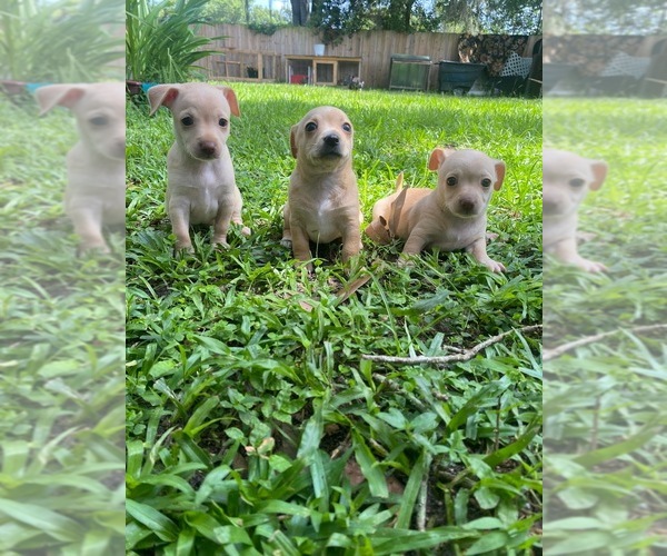 Medium Photo #1 Chihuahua Puppy For Sale in LAKELAND, FL, USA