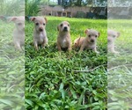 Small Photo #1 Chihuahua Puppy For Sale in LAKELAND, FL, USA