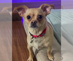 Small #1 Chihuahua