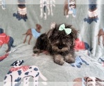 Small Schnauzer (Miniature)