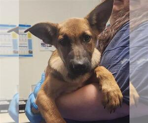 German Shepherd Dog-Unknown Mix Dogs for adoption in Bakersfield, CA, USA