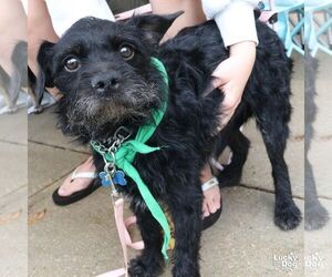 Liam - Male Mutt Dog for Adoption - Photo #4