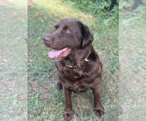 Medium Photo #4 Labrador Retriever Puppy For Sale in Arlington, VA, USA