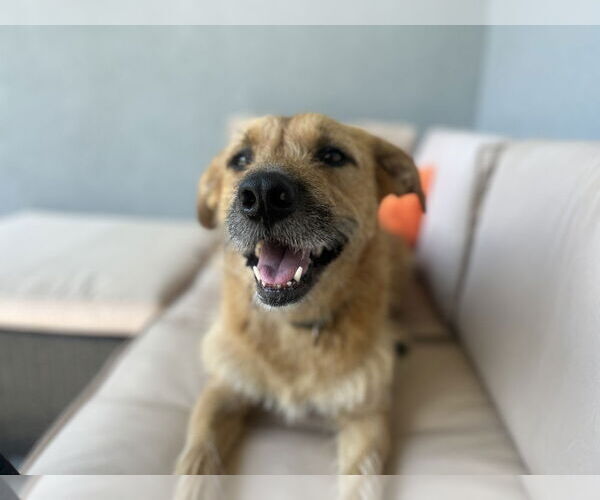 Medium Photo #1 Mutt Puppy For Sale in Elmsford, NY, USA