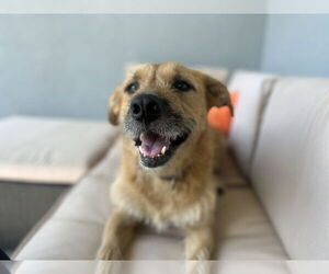 Mutt Dogs for adoption in Elmsford, NY, USA