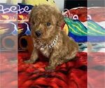 Small Photo #26 Poodle (Toy) Puppy For Sale in ALEXANDRIA, VA, USA