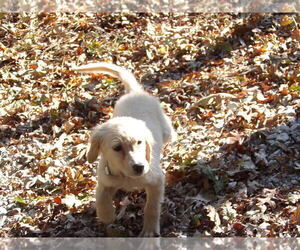 Golden Retriever Puppy for sale in CROSSVILLE, TN, USA