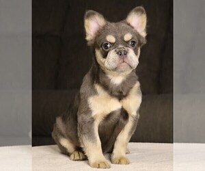 French Bulldog Dog for Adoption in FREDERICKSBURG, Ohio USA