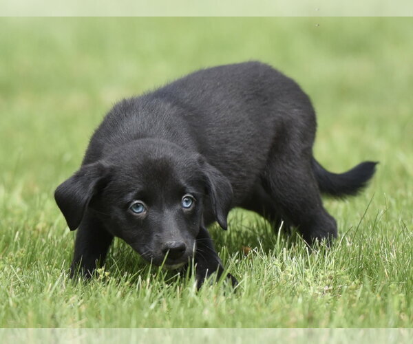 Medium Photo #2 Borador Puppy For Sale in Mechanicsburg, PA, USA