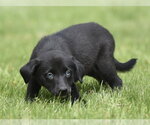 Small #1 Borador