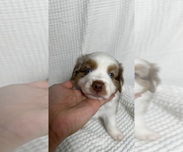 Medium Photo #25 Miniature Australian Shepherd Puppy For Sale in NEW PORT RICHEY, FL, USA