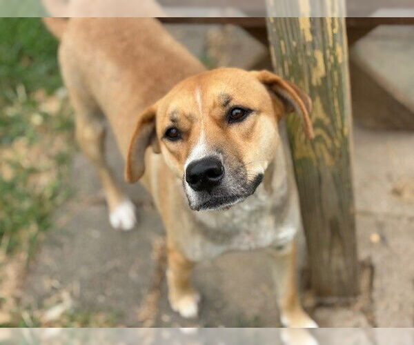 Medium Photo #1 American Pit Bull Terrier-Unknown Mix Puppy For Sale in Tulsa, OK, USA