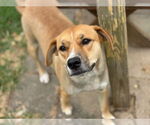 Small American Pit Bull Terrier Mix