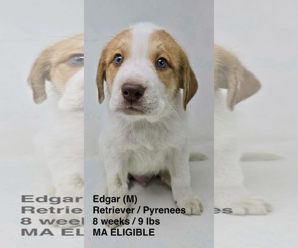 Medium Photo #1 Great Pyrenees-Retriever  Mix Puppy For Sale in pomfret, CT, USA