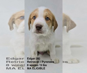 Great Pyrenees-Retriever  Mix Dogs for adoption in pomfret, CT, USA