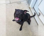 Small #6 Labrador Retriever Mix