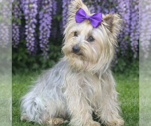 Mutt Dogs for adoption in Bon Carbo, CO, USA