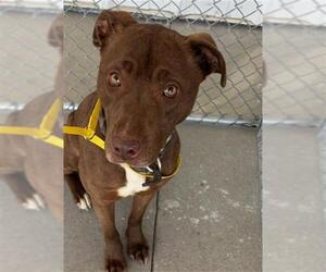 Labrador Retriever Dogs for adoption in Bakersfield, CA, USA