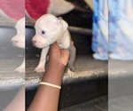 Small Photo #11 American Staffordshire Terrier Puppy For Sale in HOMESTEAD, FL, USA