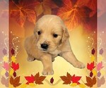 Puppy Mackenzie Golden Retriever