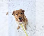 Small #12 Chow Chow-Golden Retriever Mix