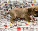 Small Photo #4 Puggle Puppy For Sale in LAKELAND, FL, USA