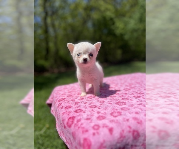 Medium Photo #29 Pomsky Puppy For Sale in DRACUT, MA, USA