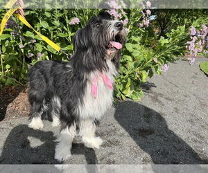 Mutt Dogs for adoption in New York, NY, USA