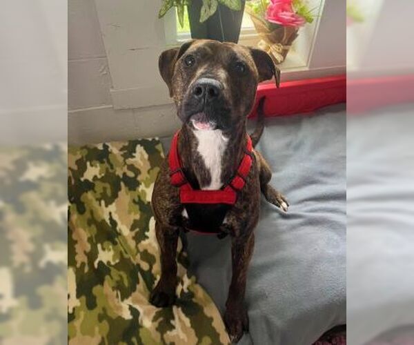 Medium Photo #6 Mutt Puppy For Sale in Sistersville, WV, USA