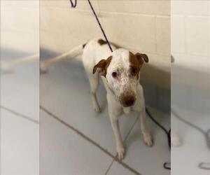American Pit Bull Terrier-Unknown Mix Dogs for adoption in Conroe, TX, USA