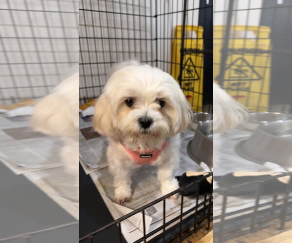 Medium Photo #3 Maltese-Unknown Mix Puppy For Sale in Sanford, FL, USA