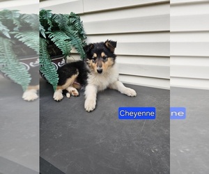Collie Puppy for Sale in SUMMIT POINT, West Virginia USA
