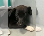 Small Border Collie Mix